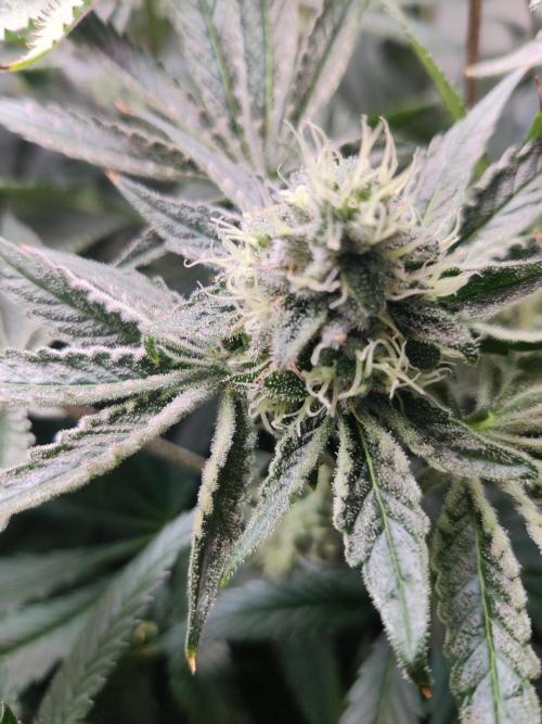 Lilac Diesel RBX2. Week 12