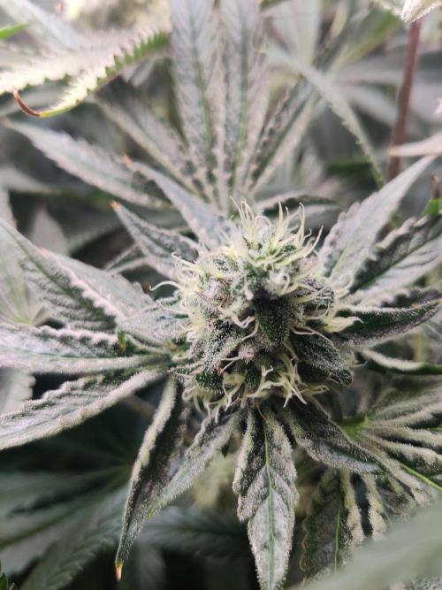 Lilac Diesel RBX2. Week 12