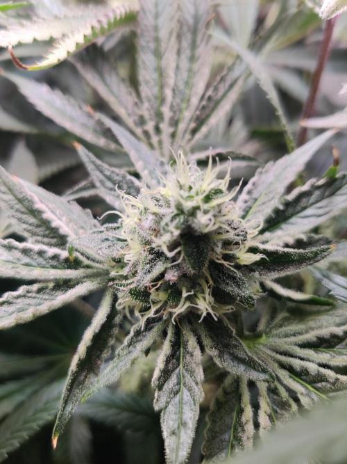 Lilac Diesel RBX2. Week 12