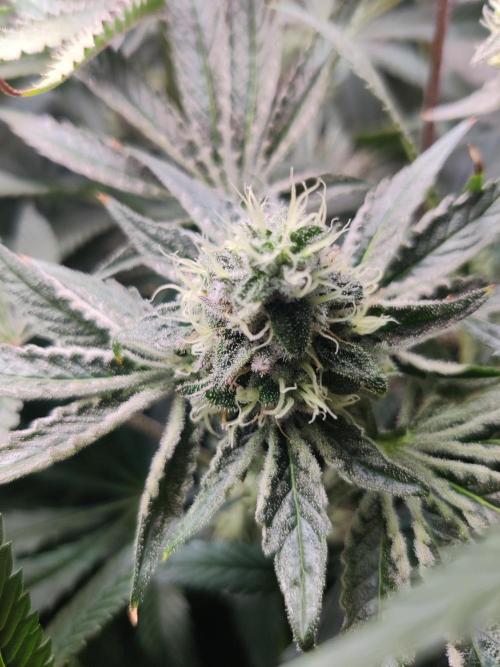 Lilac Diesel RBX2. Week 12