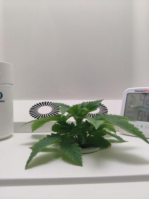 Lumi. Week 2 - Day 4