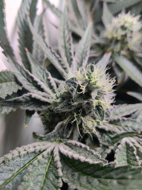 Lilac Diesel RBX2. Week 12