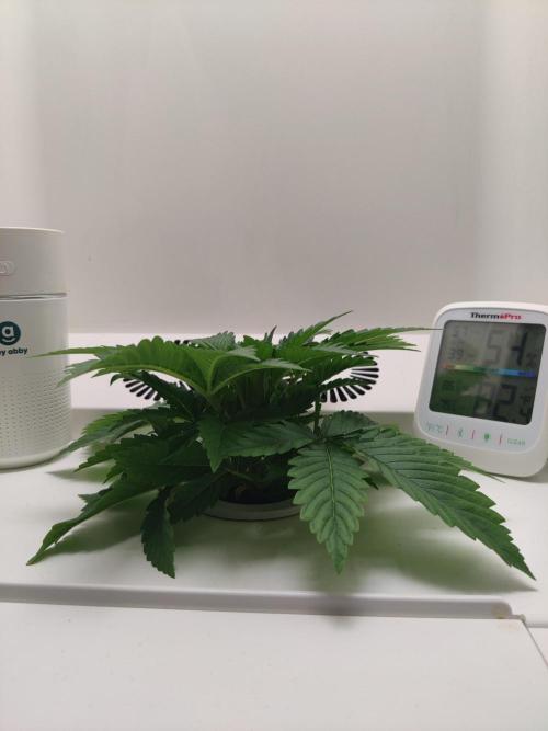 Sugar Tree. Week 2