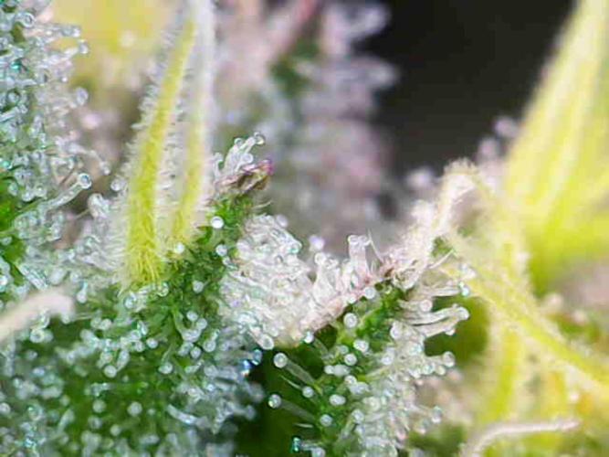 Lilac Diesel RBX2. Week 12