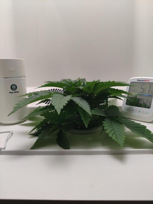 Sugar Tree. Week 2