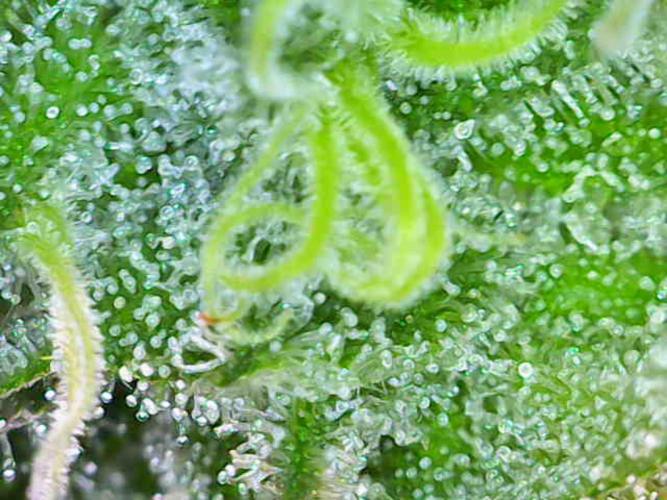 Lilac Diesel RBX2. Week 13