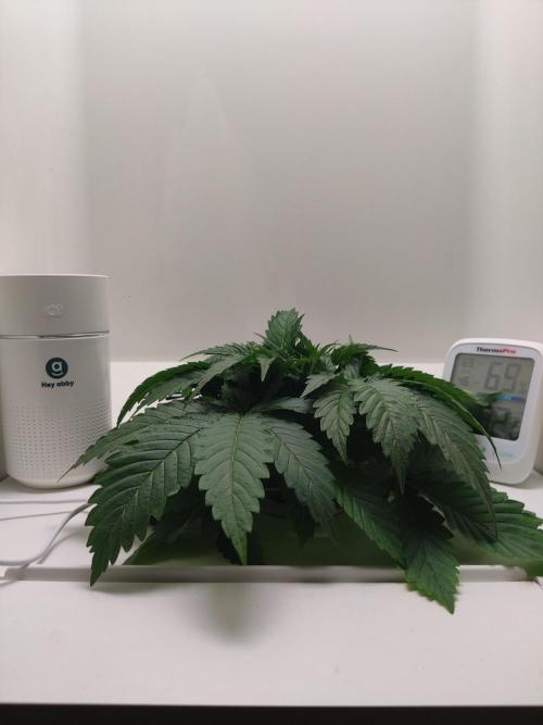 Sugar Tree. Week 3