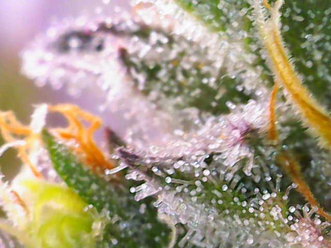 Lilac Diesel RBX2. Week 13