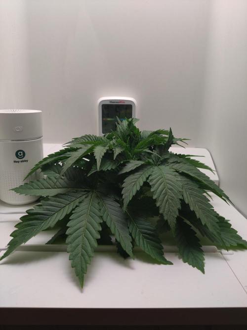 Sugar Tree. Week 3