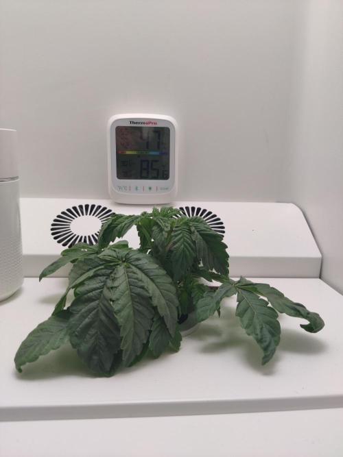Crystal Orchard. Week 2