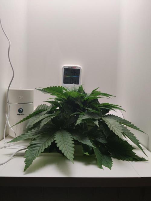 Sugar Tree. Week 3