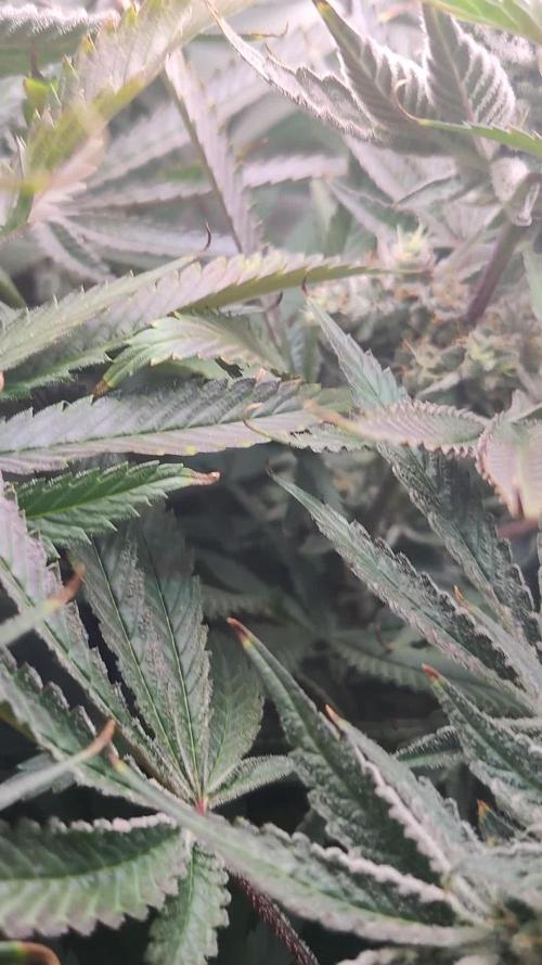 Lilac Diesel RBX2. Week 13