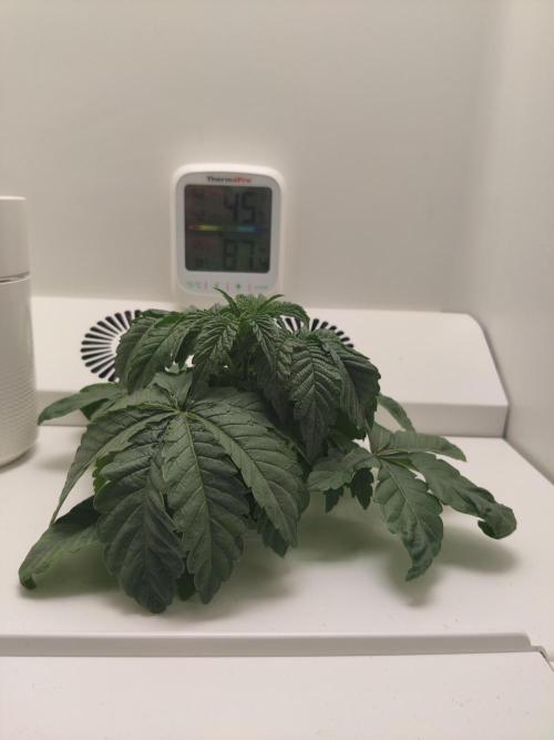 Crystal Orchard. Week 2