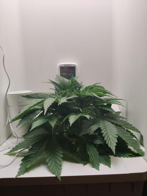 Lumi. Week 3 - Day 4