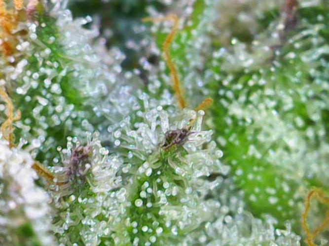 Lilac Diesel RBX2. Week 13