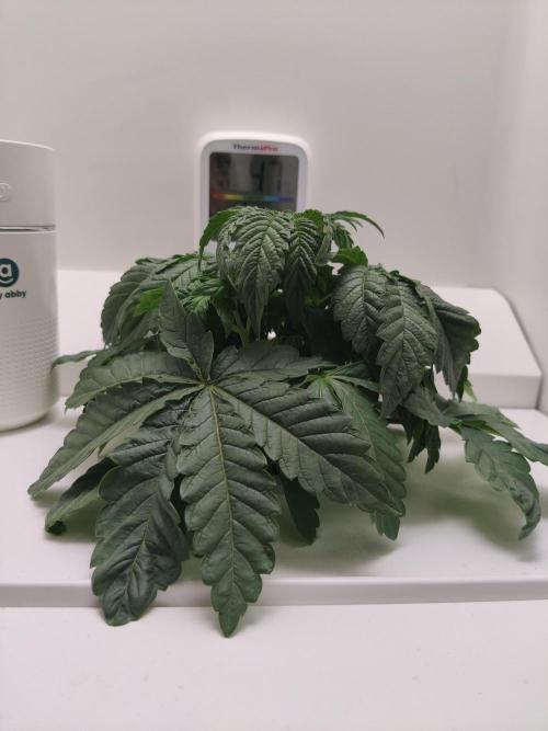Crystal Orchard. Week 3