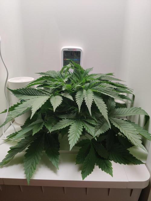 Sugar Tree. Week 3