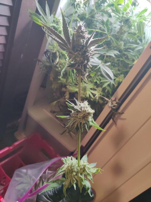 Lilac Diesel RBX2. Week 14