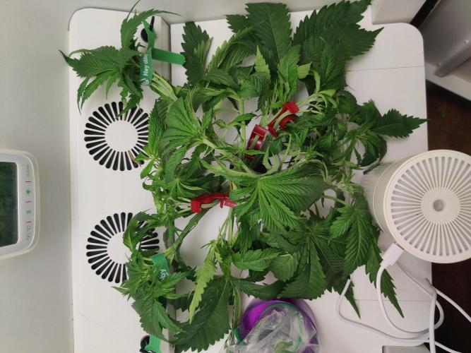 Sugar Tree. Week 3