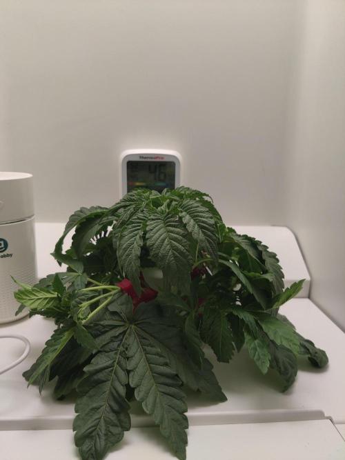 Crystal Orchard. Week 3