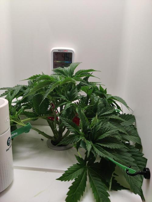 Sugar Tree. Week 3