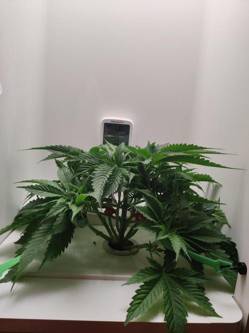 Sugar Tree. Week 3