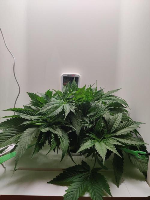 Sugar Tree. Week 4