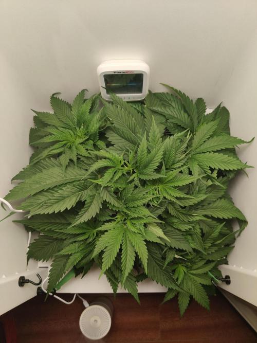 Lumi. Week 4 - Day 2