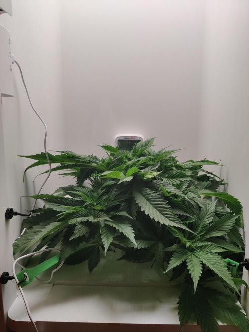 Sugar Tree. Week 4