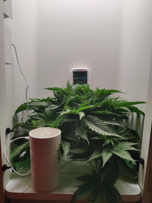 Sugar Tree. Week 4