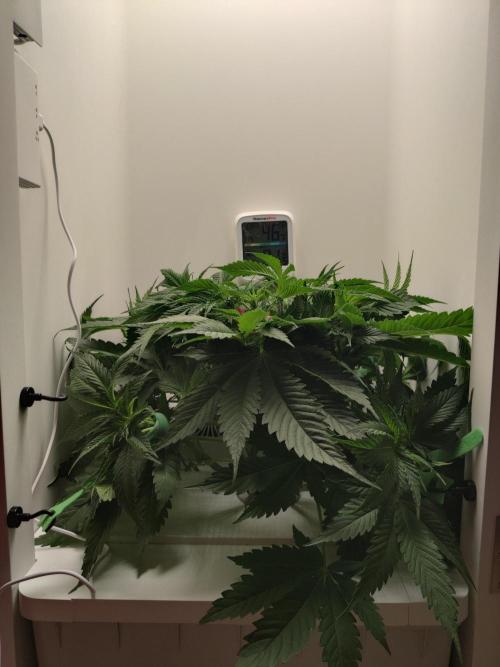 Sugar Tree. Week 5