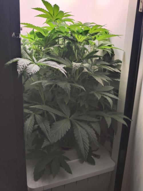 Crystal Orchard. Week 5