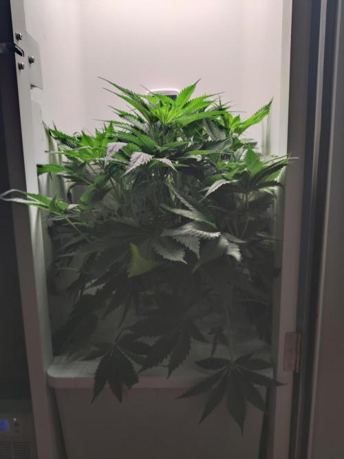Lumi. Week 6 - Day 3