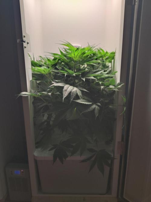 Lumi. Week 6 - Day 4