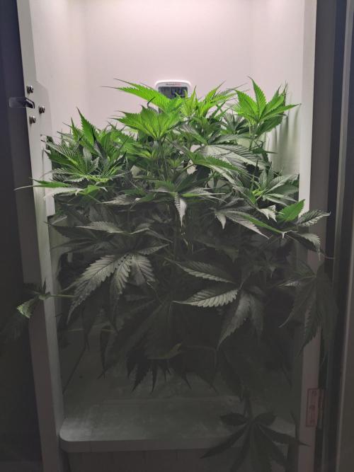Lumi. Week 6 - Day 5