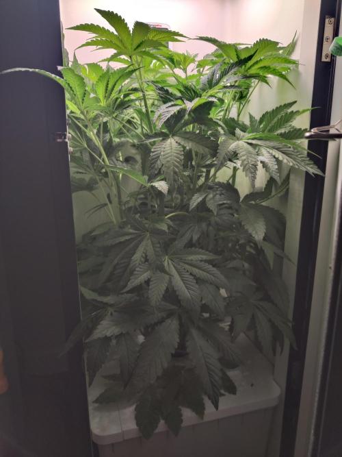 Crystal Orchard. Week 5
