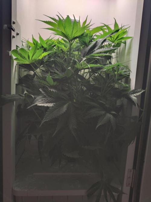 Lumi. Week 6 - Day 6