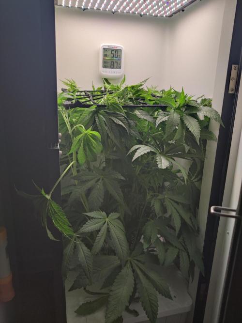 Crystal Orchard. Week 5