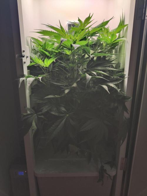 Sugar Tree. Week 6
