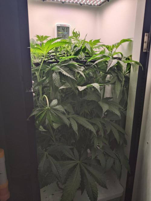 Crystal Orchard. Week 5
