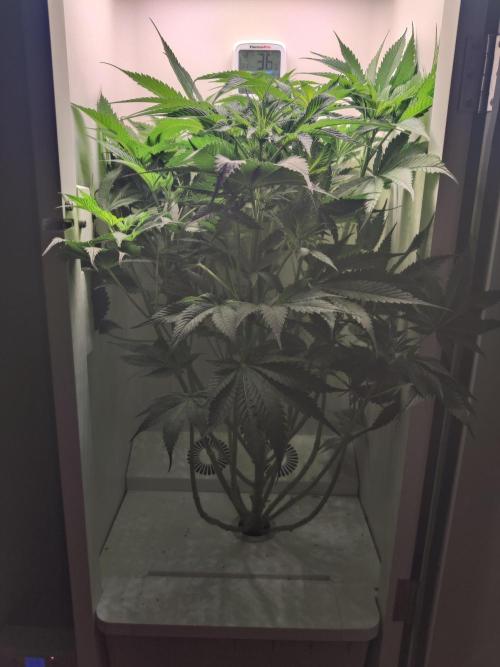 Sugar Tree. Week 7