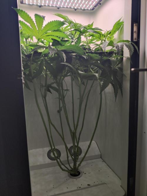 Crystal Orchard. Week 6