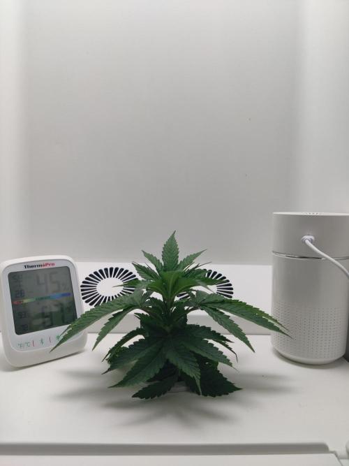 HeyAbby Samsung LED. Week 2