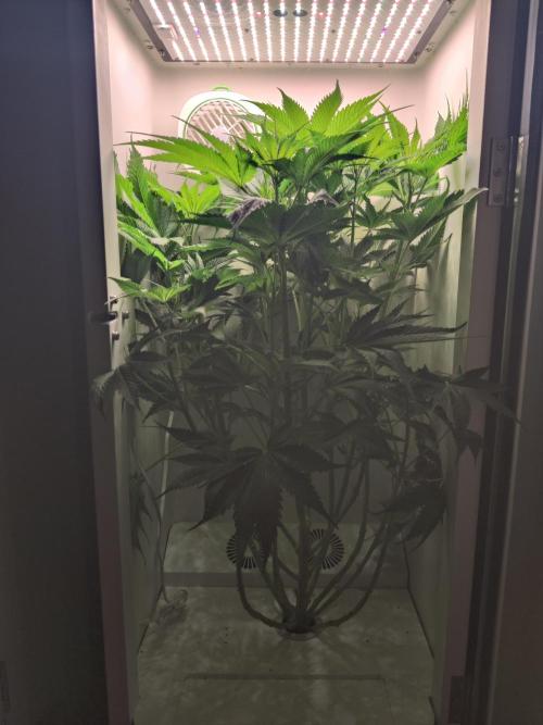 Sugar Tree. Week 7