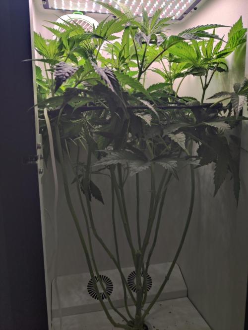 Crystal Orchard. Week 6