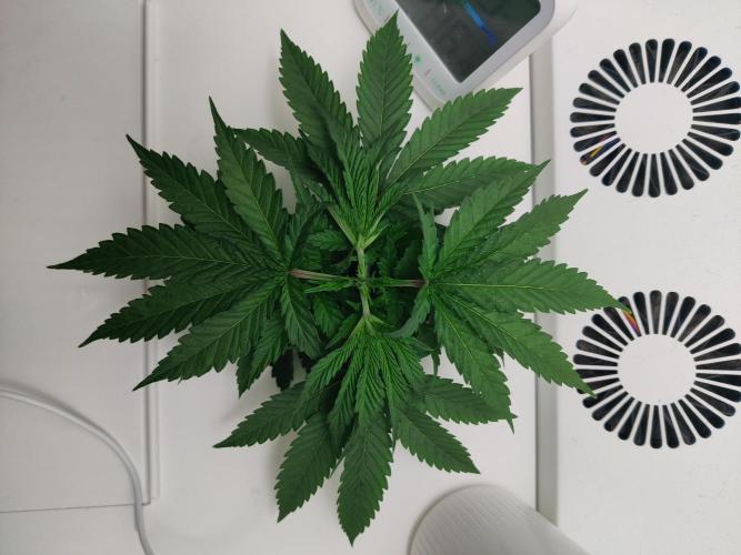 HeyAbby Samsung LED. Week 2
