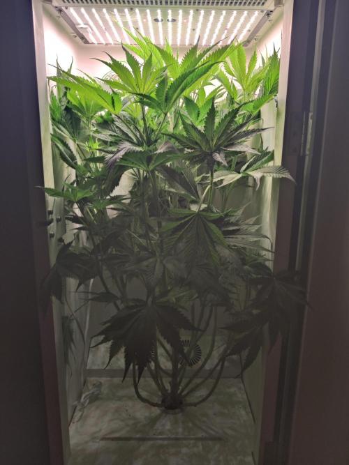 Sugar Tree. Week 7