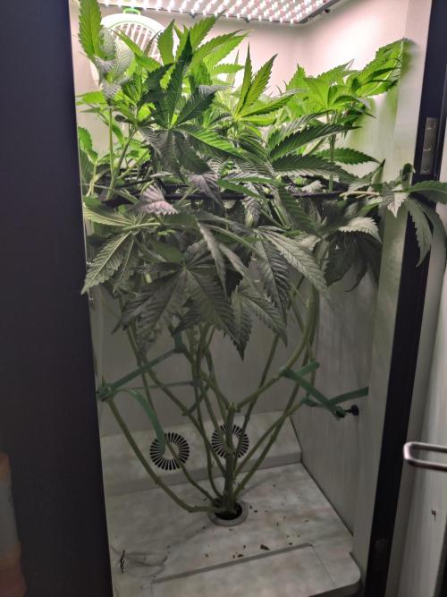 Crystal Orchard. Week 6