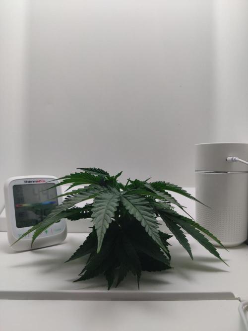 HeyAbby Samsung LED. Week 2