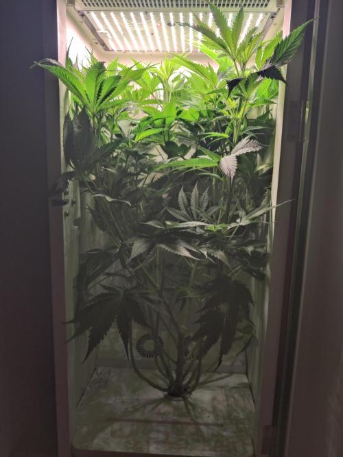 Sugar Tree. Week 7
